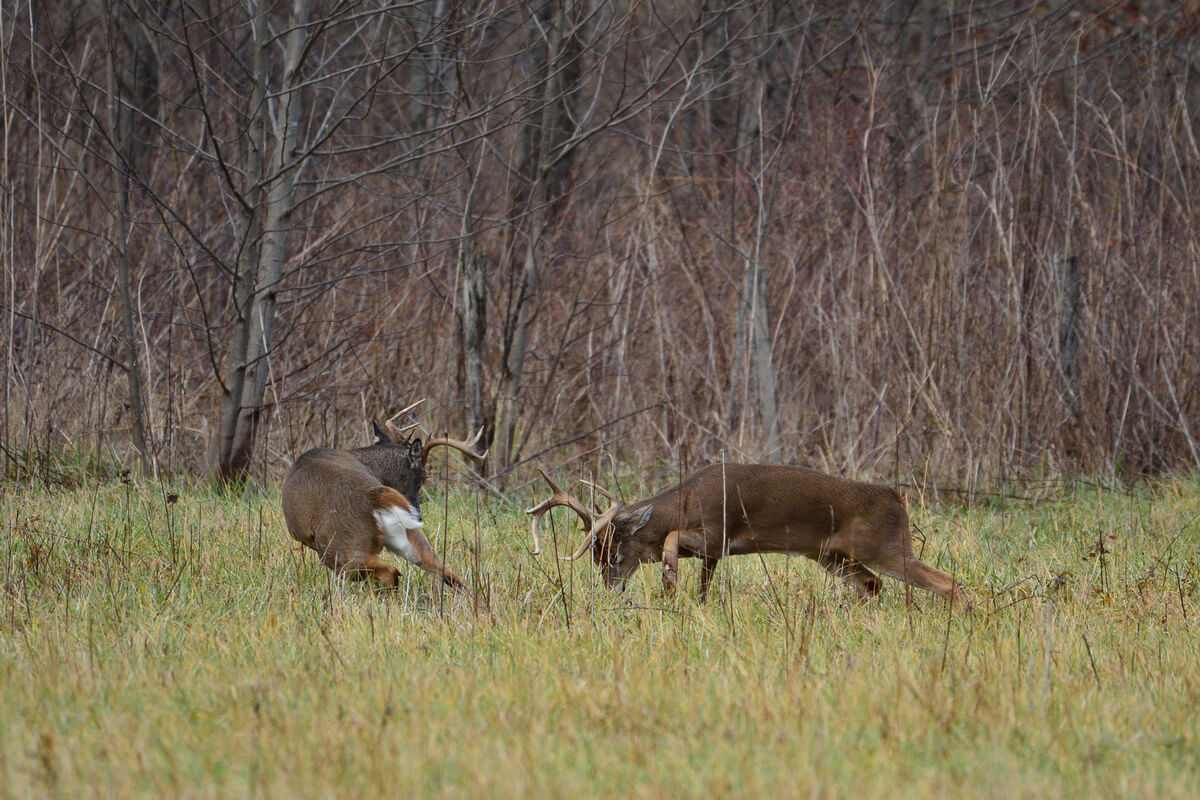 How Illinois Whitetail Deer Hunts Could Get You on The Today Show